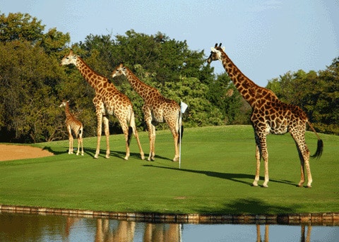 Safari golf i Sydafrika - matchtur - mulligangolf.dk